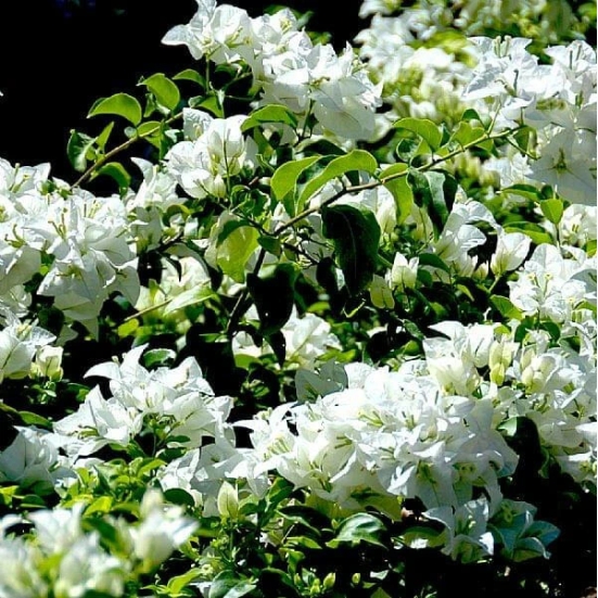 Hybrid Bougainvillea (White) -Flower Plant