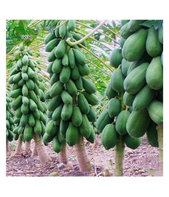 Creative Farmer Fruit Seeds Dwarf Carica Papaya Fruit Seeds 25 fresh seeds Fruit Plant Seeds For Outdoor Bonsai Suitable Fruit Seeds Garden Pack