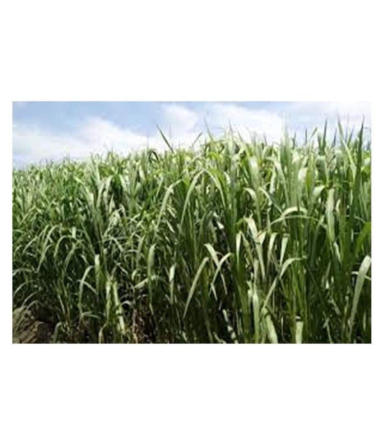 SUPER NAPIER GRASS SEED HIGH YiELD (100 SEEDS)