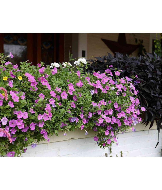 homeagro - Petunia Mixed Flower ( 50 Seeds )