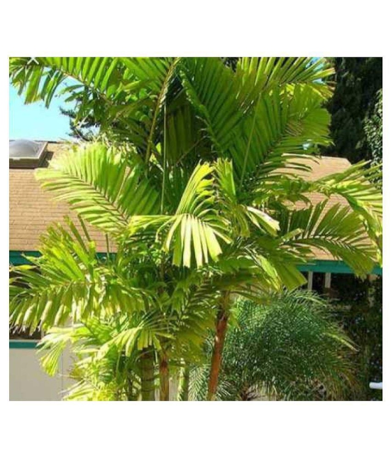 Areca Palm Seeds For Indoor/Outdoor Gardening Plant Seeds 10 product by Green Earth