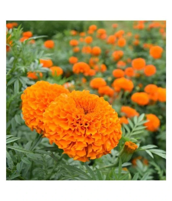 Marigold Flowers Orange Colour Advance Seeds - Pack of 50 Premium Exotic Seeds