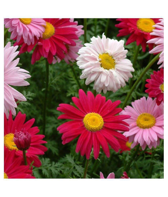 chrysanthemum Flower Seed, Annual Mixed Multicolour, Pack of 50 Seeds. with growing cocopeat