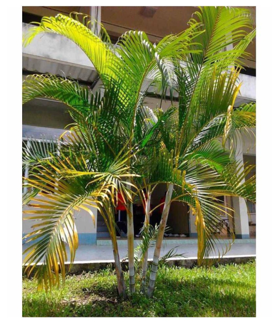 V Square Retail ARECA PALM VERY POPULAR EASY TO GROW A CHARMING Tree Seeds