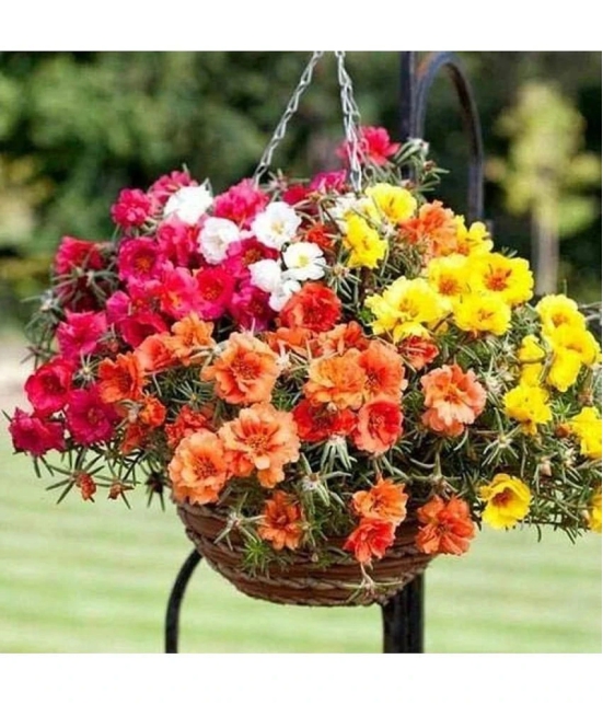 Portulaca Flower Seeds F1 Hybrid Summer Flower Seeds for Home Gardening Pack of 50 Seeds Packet