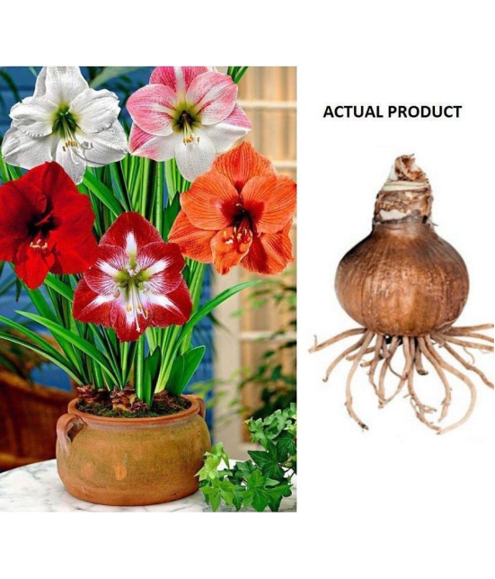 homeagro - Amaryllis Flower ( 5 Seeds )