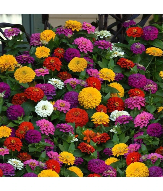 homeagro - Zinnia Mixed Flower ( 20 Seeds )