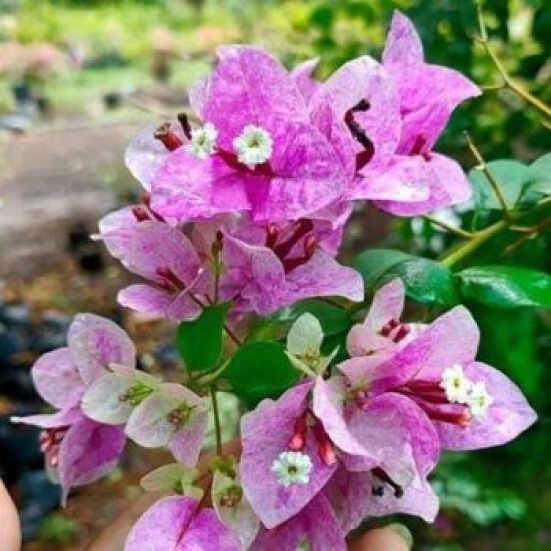 Thai Violet September Bougainvillea (Bougainvillea glabra)