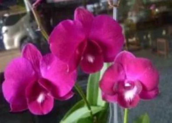 Dendrobium Flawless Pink