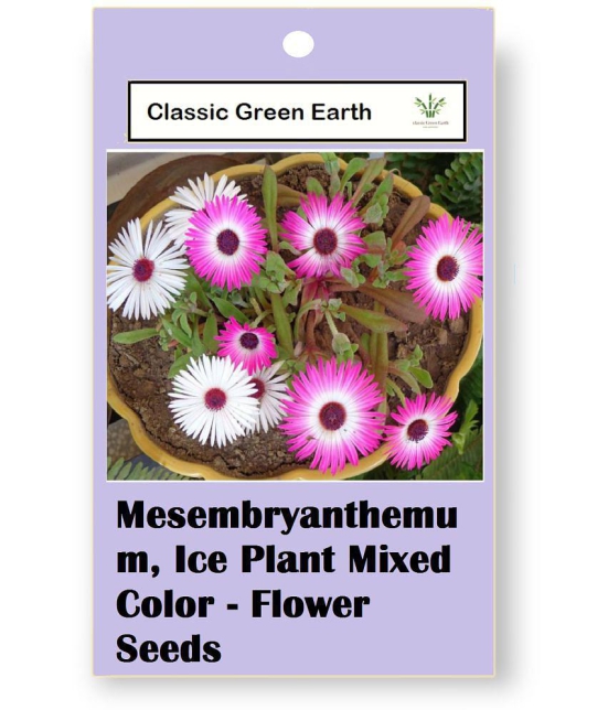 CLASSIC GREEN EARTH - Flower Seeds ( Ice Plant Mixed Color Flower 50 Seeds )