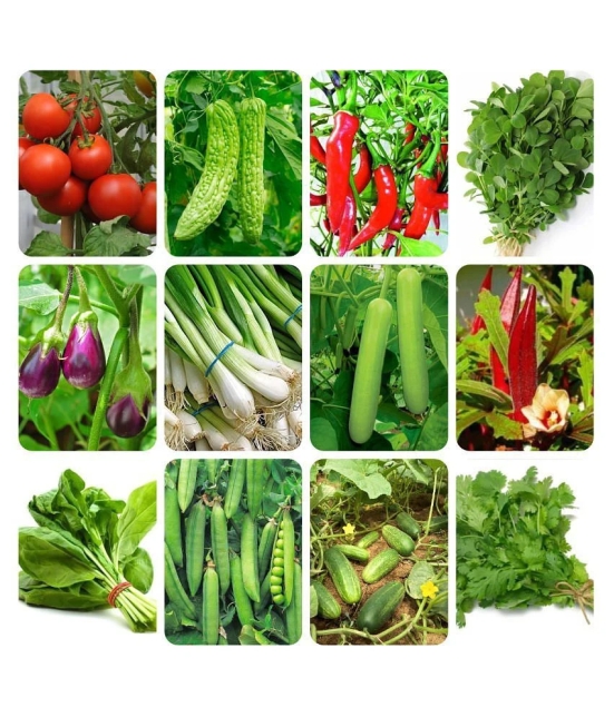 12 Variety of Vegetable Seeds combo - 1000 + seed with Instruction Manual