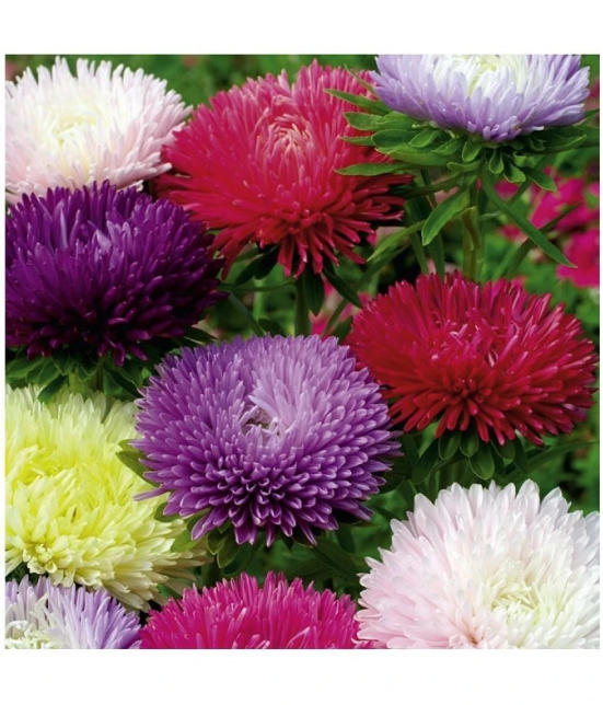 Flower seeds Aster Mix Flower Best Quality Hybrid Seeds Pack of 50