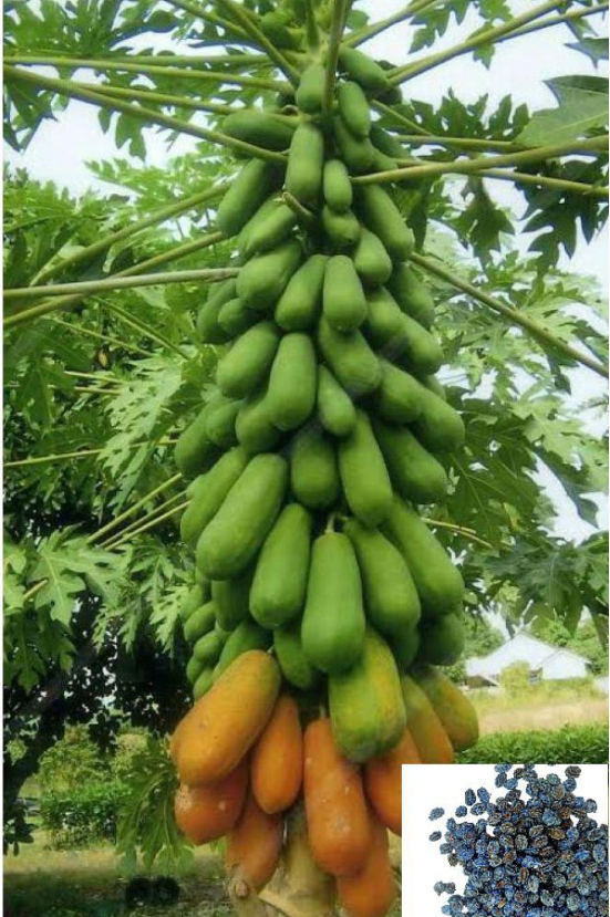 Papaya, Papita  Dwarf Fruit 100 Seeds