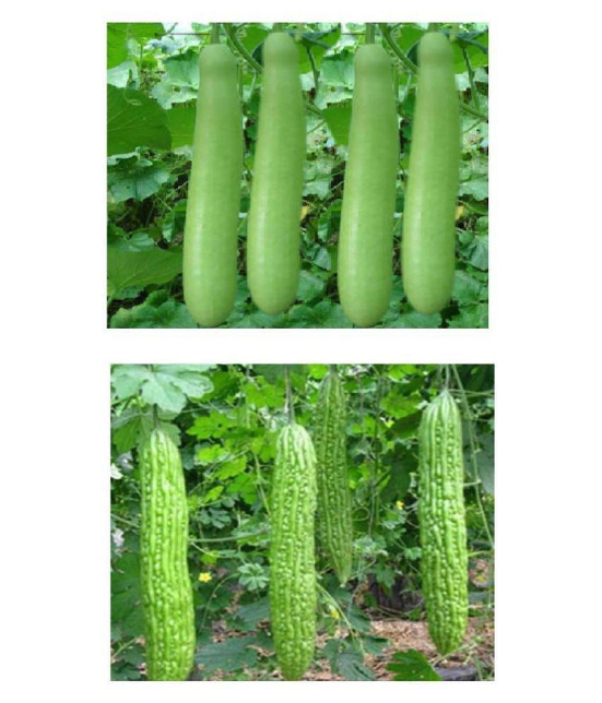 BITTER GOURD BOTTLE GOURD LOUKI AND KARELA COMBO 10-10 SEEDS OF BOTH ITEMS