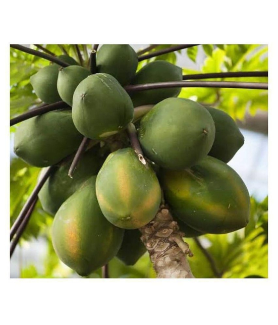 Papaya Fruit Hybrid (Papita) Seeds - 40 + Instruction Manual