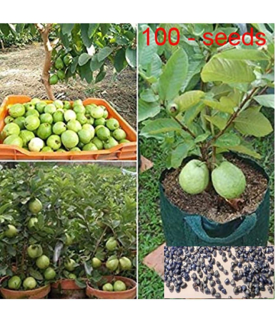 shivam organic seeds - Fruit Seeds ( 100 + seeds )