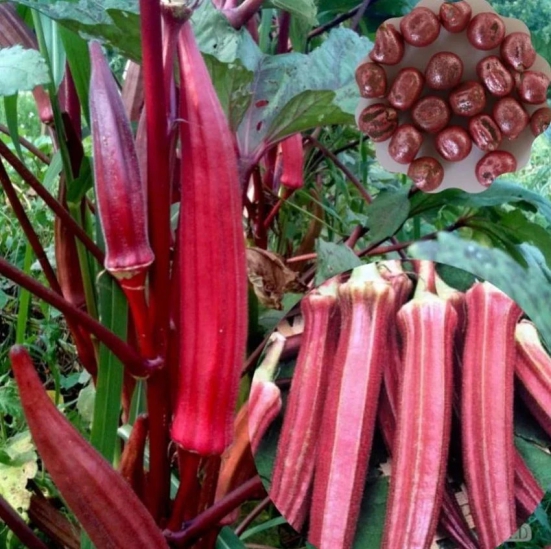 homeagro- Red Lady Finger Vegetable Seeds (Pack of 50 )