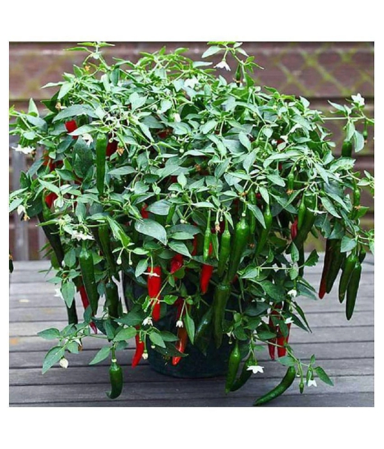 Thai Hot Pepper Seeds 50 Seeds Heirloom Chili Vegetable