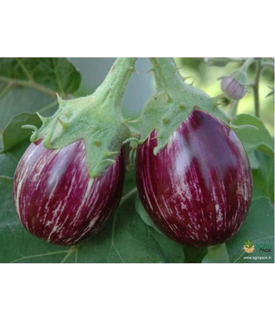 homeagro - Brinjal Vegetable ( 100 Seeds )