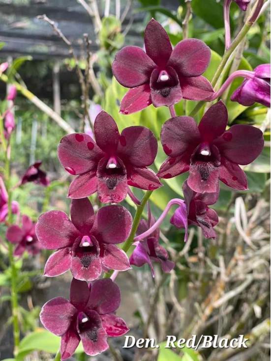 Dendrobium Red/Black