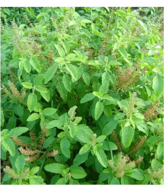 CLASSIC GREEN EARTH - Tulsi Plant ( 200 Seeds )