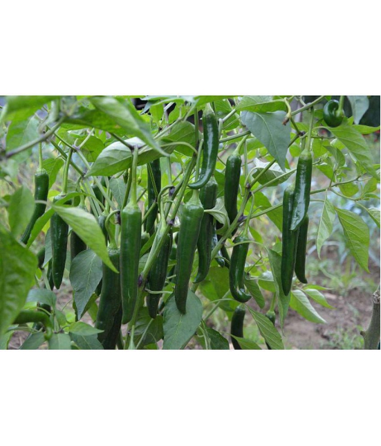 Green Chilli mirch 50+ seeds high germination seeds with instruction manual