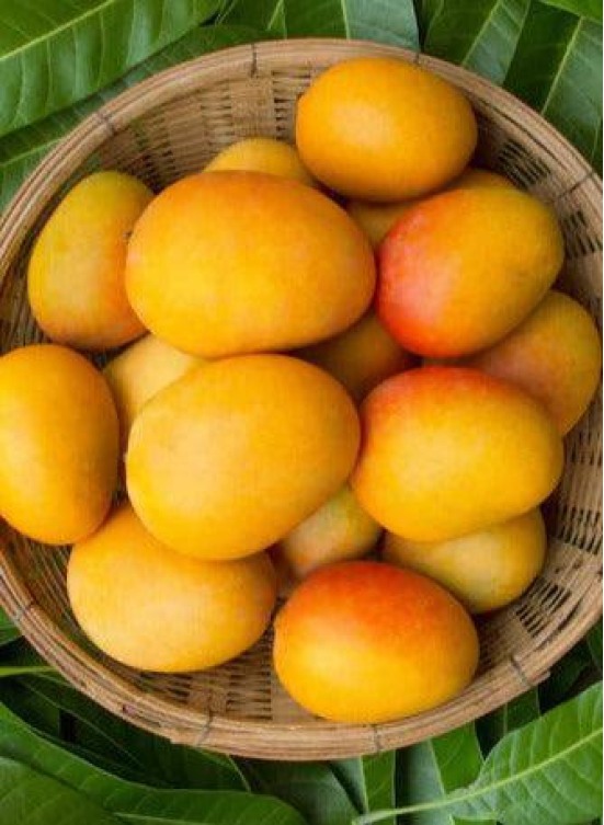 Hapus Ratnagiri Mango 12 Pcs