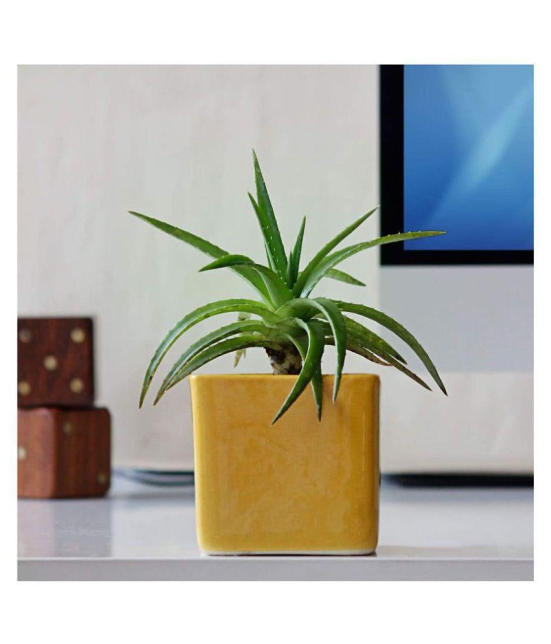 Ugaoo Square Ceramic Pot (Small, Yellow)