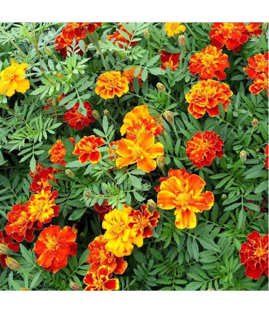 homeagro - Marigold Flower ( 50 Seeds )