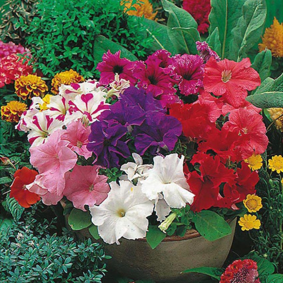 M-Tech Gardens Rare Hybrid Petunia  Grandiflora Mixed  Flower Seeds for Growing ( 100 Seeds Pack ) - PETUNIA112