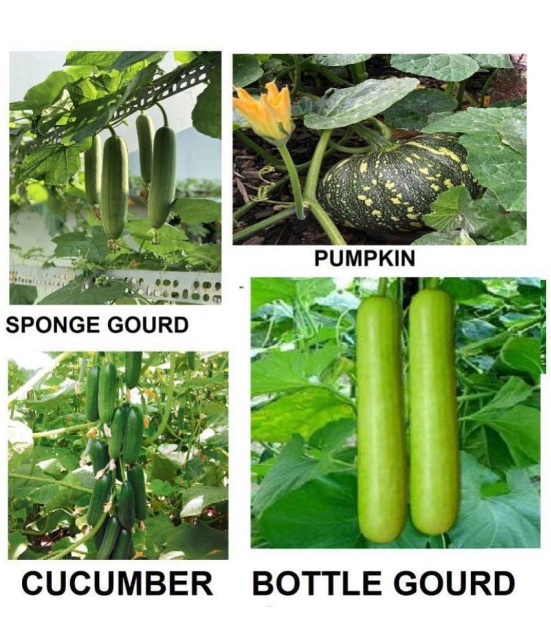 4 Variety Vegetable Best Quality Combo Seeds ( Pack Of 40 seed ) Hybrid Seeds with Instruction Manual