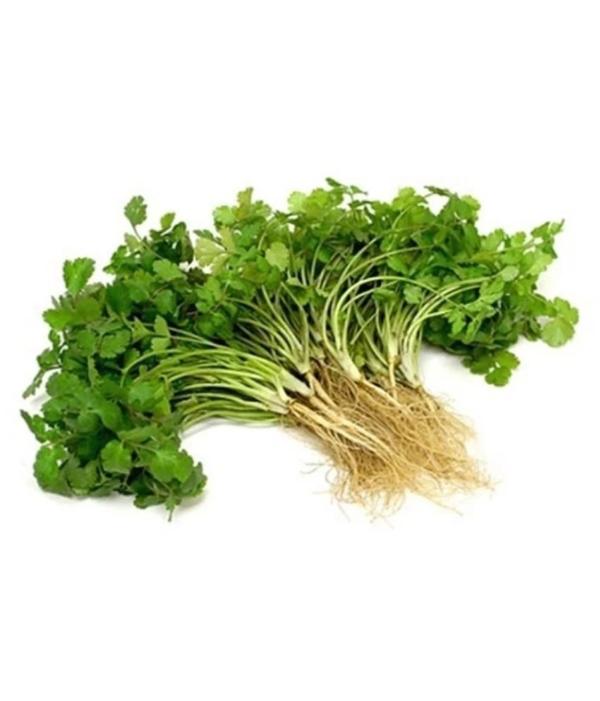 Coriander (Dhaniya) Aone Seeds - Pack Of 100 Seeds