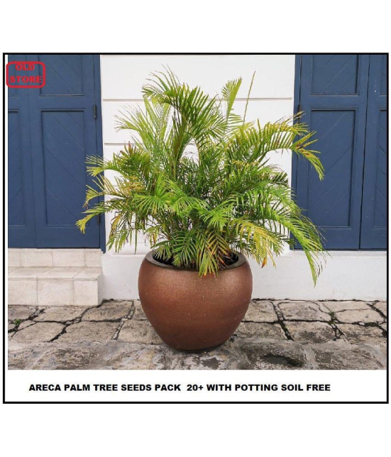 Areca palm home Air purifier indoor plant 20 seeds pack  with cocopeat and user manual