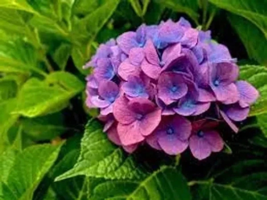 Hybrid Hydrangea Plant For Gardening