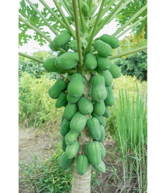 zello - Papaya Fruit ( 50 Seeds )