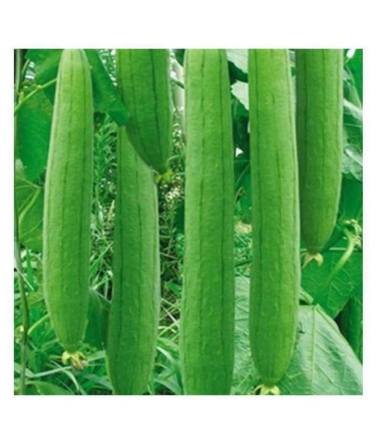 preji Gardens Rare imported F1 hybrid sponge Gourd Seeds 20 seeds