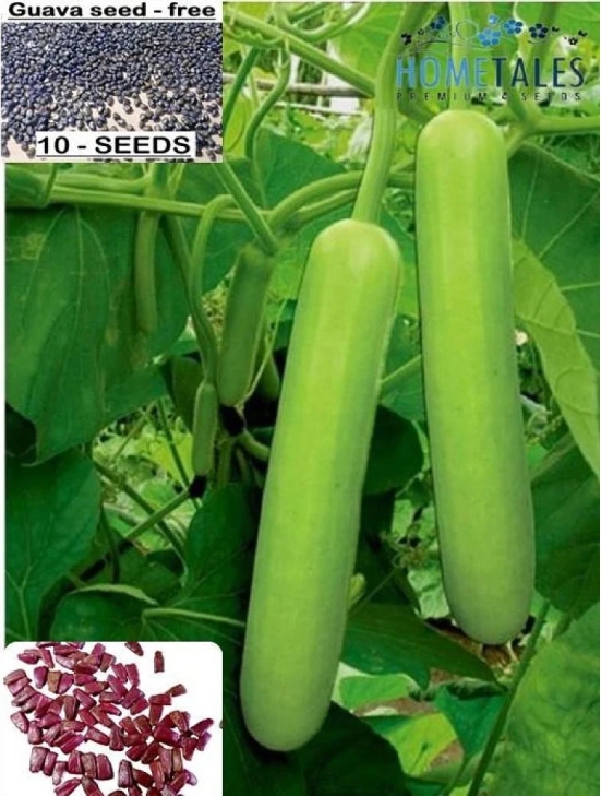 homeagro - Bottle Gourd Vegetable ( 20 Seeds )