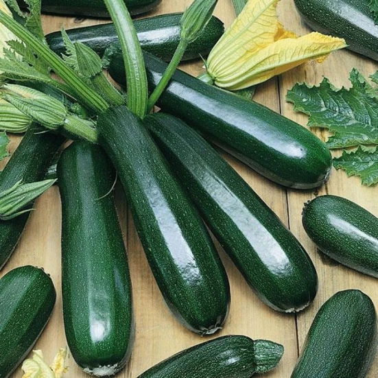 homeagro - Zucchini Vegetable ( 10 Seeds )