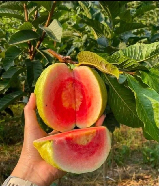 Red Dimond Guava Fruit  Plant