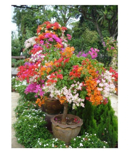 Multicolour Rainbow Bougainvillea Flower Plant Seeds - 20 Seeds