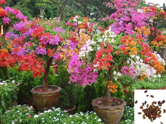 M-Tech Gardens Bonsai Multicolour Summer Rainbow Bougainvillea Flower Plant Seeds - 40 Seeds/Pack + Instruction Manual Inside The Package