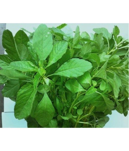 Green amaranthus Chaulai saag 200 seeds high germination seeds with instruction manual