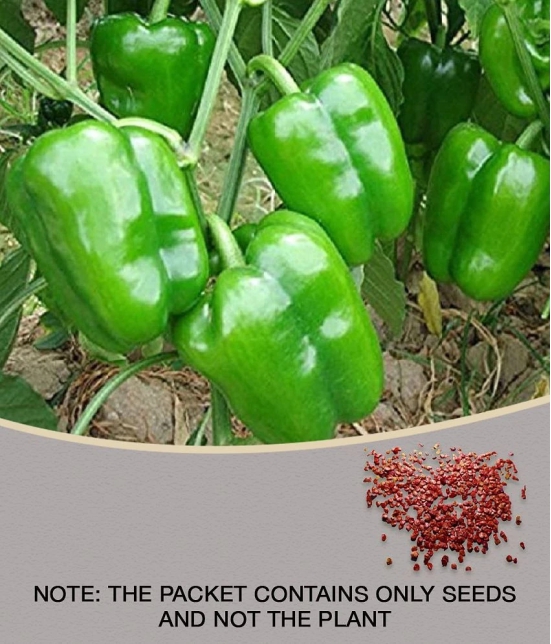 High Quality Hybrid Green Capsicum ( 50 Seeds)