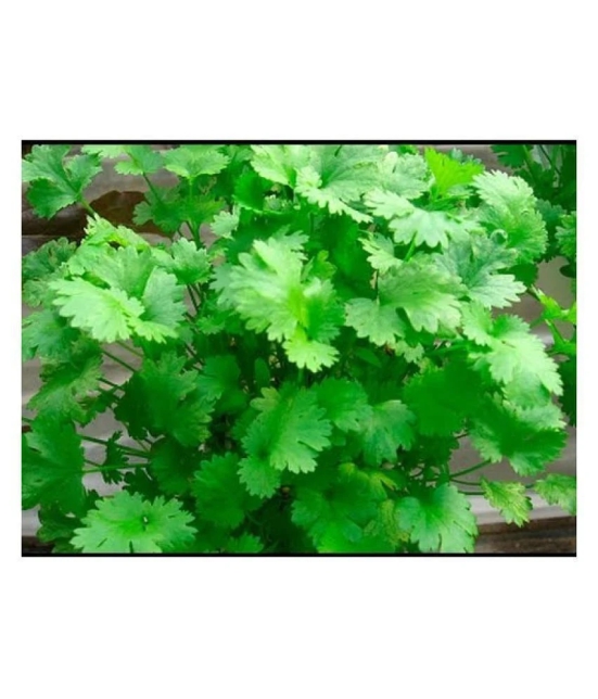 Dhaniya (Coriander) vegetable seeds