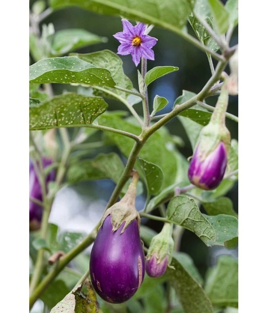 homeagro - Brinjal Vegetable ( 100 Seeds )