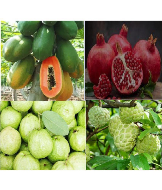 CLASSIC GREEN EARTH - Mixed Fruit ( 100 Seeds )