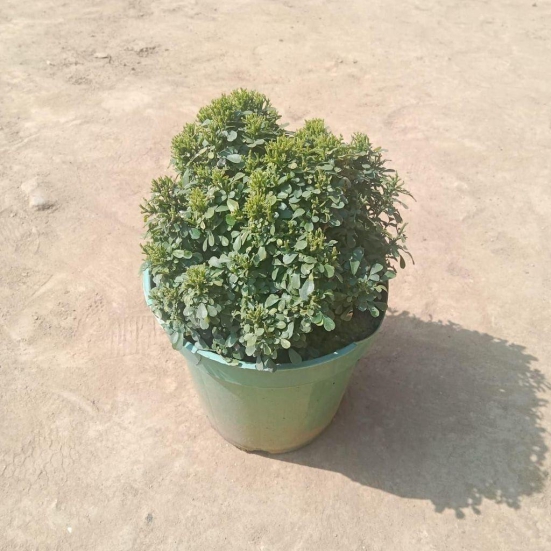 Table Kamini in 6 Inch Plastic Pot