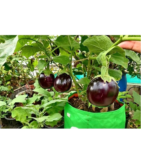 homeagro - Brinjal Vegetable ( 100 Seeds )