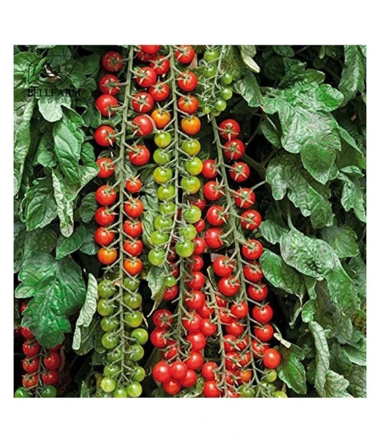 Recron Seeds Red Cherry Tomato Vegetable Seeds Pack Of 50 Seeds