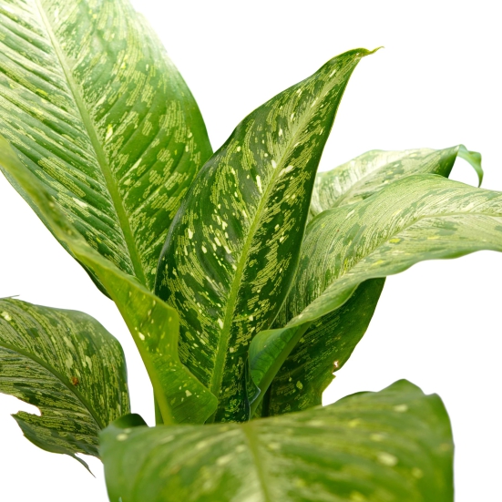 Pleasing Aglaonema Green Live Plant-